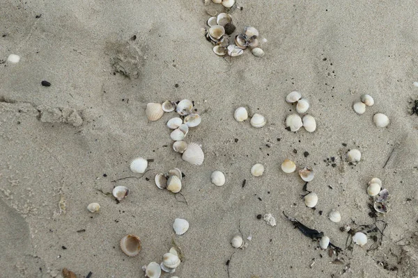 Tiro Ángulo Alto Montón Conchas Blancas Una Playa — Foto de Stock