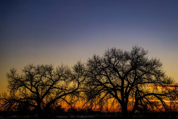 Een Silhouet Van Bomen Een Veld Tijdens Zonsondergang Met Dramatische — Stockfoto