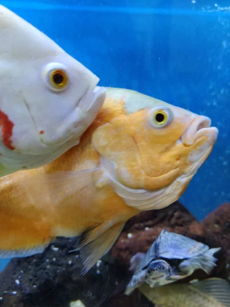 Närbild Liten Fisk Akvarium — Stockfoto