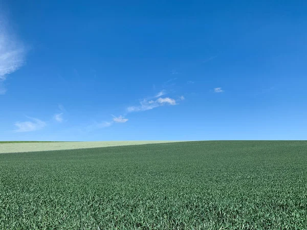 Yeşil Bir Tarlanın Mavi Bir Gökyüzünün Manzarası — Stok fotoğraf