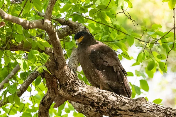 Serpent Crête Aigle Spilornis Cheela Oiseau Debout Sur Arbre Inde — Photo