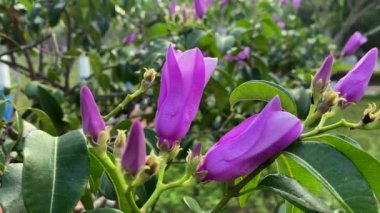 Madagaskar Rubbervine 'in yakın çekimi.