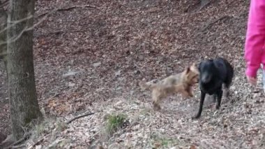 Ormanda oynayan mutlu bir Yorkshire teriyeri ve siyah Labrador av köpeği.