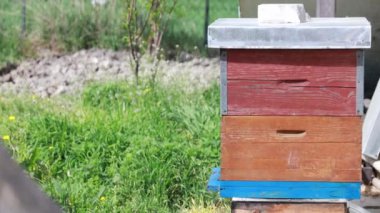 Arıların girip çıktığı renkli bir arı evi, yeşil bitkilerin arka planında.