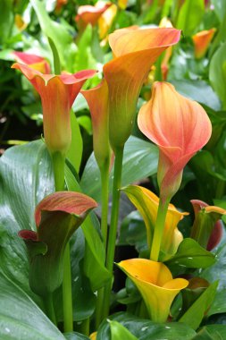 Aynı zamanda arum ya da kalla zambağı olarak da bilinir, Zantedeschia & cultivars 'ın renkli yaprakları büyük ölçüde değerli ve süs bitkileri olarak yetiştirilmiştir..