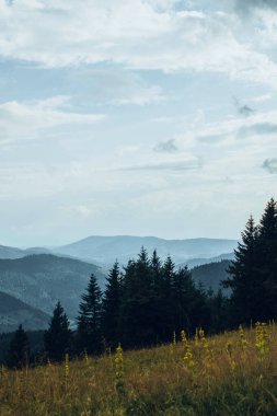 Dağlardaki karanlık bir ormanın üzerindeki bir tepenin üzerindeki çayır manzarası nefes kesici.