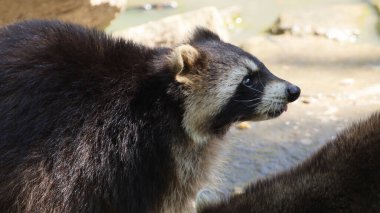 Arka planı bulanık olan siyah beyaz bir rakunun yakın çekim görüntüsü.