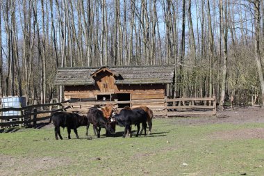 Güneşli bir günde çiftlikteki bir tarlada ineklerin ve boğaların güneşli kırsal manzarası.