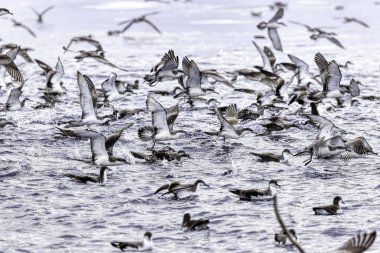 Hauraki Körfezi, Yeni Zelanda 'da Buller' in Yelkovanı çılgınlığı besleniyor.