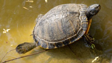 Güneşin altında bir gölde kayanın üzerinde boyanmış bir kaplumbağa.