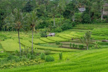Bali, Endonezya 'daki pirinç tarlalarının ve yeşilliğin doğal manzarası.
