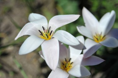 Bahçedeki beyaz zambak çiçeklerinin yakın çekimi.