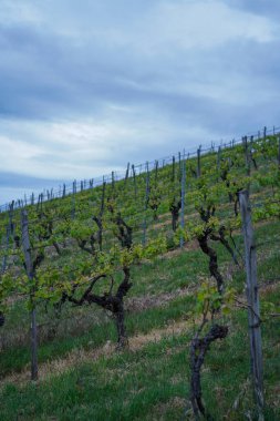 Mavi gökyüzünün altındaki üzüm bağının dikey görüntüsü.