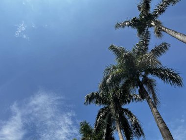 Mavi gökyüzünün arka planında bazı palmiyelerin alt çekimi.