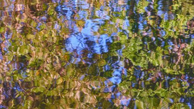 Yaprakları yansıtan bir nehrin seçici odak noktası.