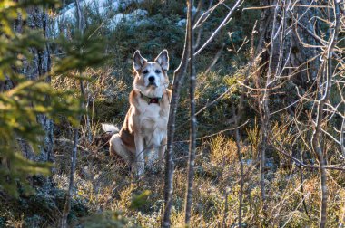 Bir Alaska köpeği ormanda ağaçların arasında oturuyor.
