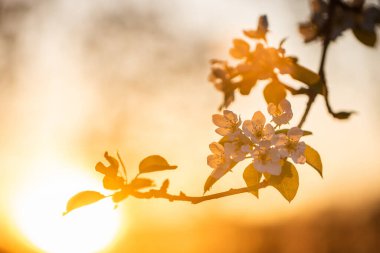 bir bahar nesnesinin güzel renkli fotoğrafı