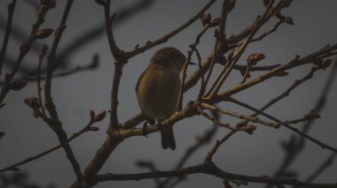 Bir dal üzerine tünemiş basit bir chiffchaff (Phylloscopus collybita) seçici odak çekimi