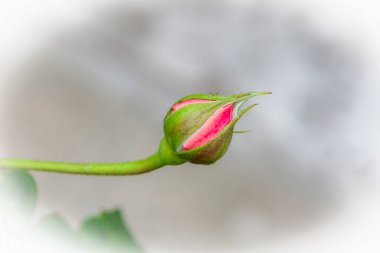 Bahçede tek pembe gül goncası, yalıtılmış çiçek.