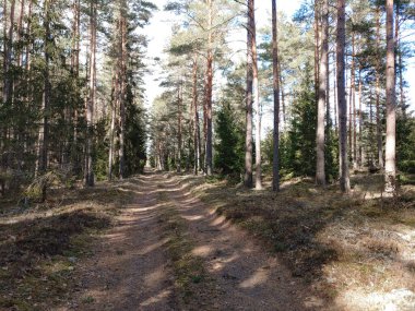 Ormanda bir yol görüntüsü.