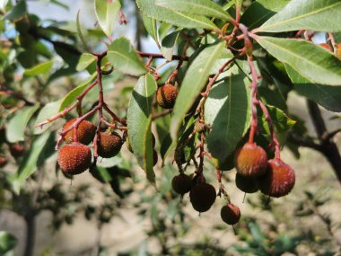 Bahçede yetişen bir Arbutus ya da Çilek Ağacı 'na (Arbutus unedo) yakın plan