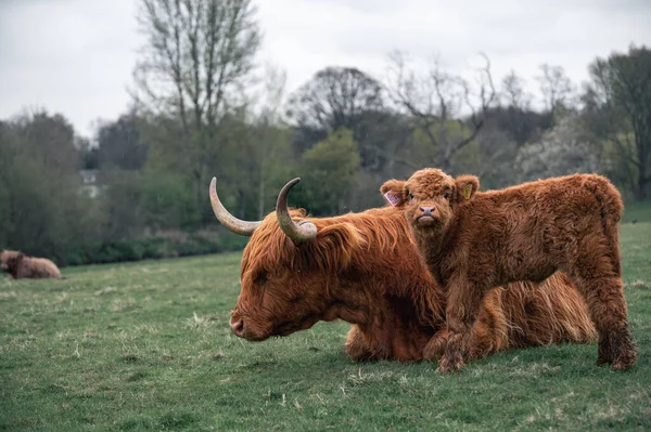 Krásný Záběr Dospělé Skotské Krávy Vysočiny Lýtkem Odpočívajícím Trávě Během — Stock fotografie