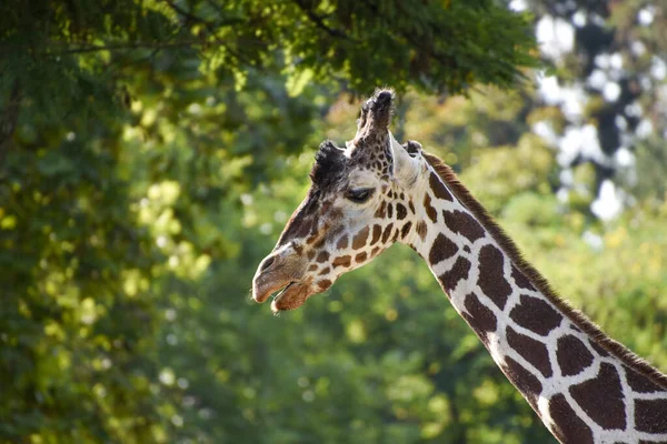 Beau Cliché Une Tête Girafe Avec Des Arbres Fond Bleu — Photo