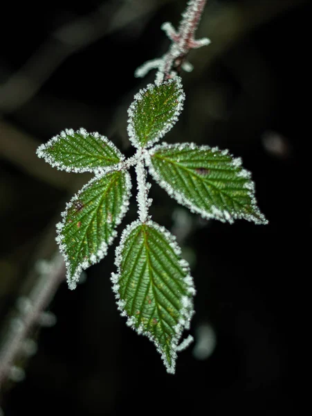 Vertikal Närbild Blad Täckta Frost — Stockfoto