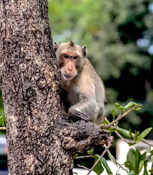 Tiro Vertical Uma Mãe Macaco Sentado Uma Árvore — Fotografia de Stock