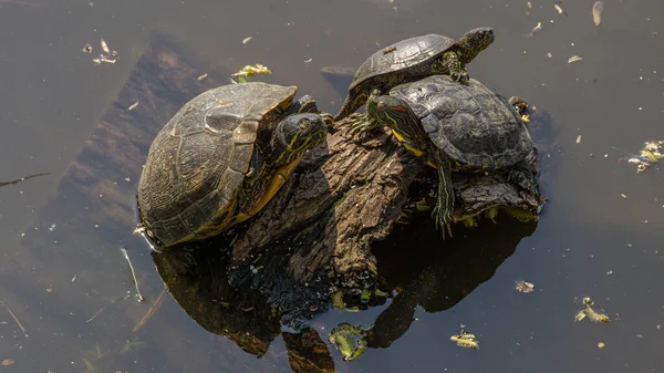 Eine Familie Bemalter Schildkröten Auf Einem Felsen Einem Teich Sonnenlicht — Stockfoto