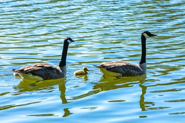 Ganso Canadá Con Polluelos Pie Orilla Del Lago — Foto de Stock