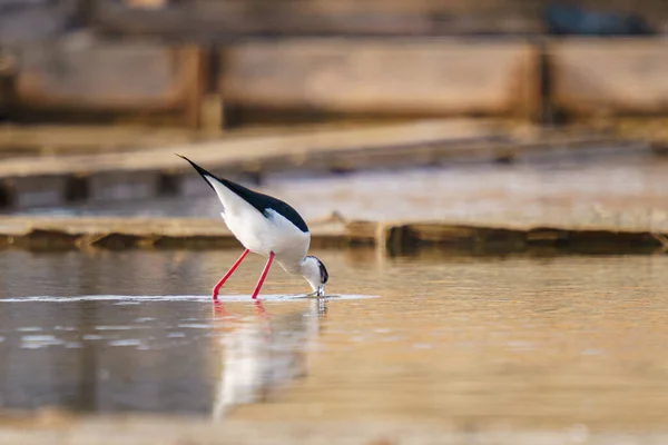 Vacker Svart Och Vit Stilt Walker Fågel Dricka Från Flod — Stockfoto