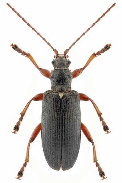 Especie Escarabajo Hoja Acuática Plateumaris Braccata Hembra —  Fotos de Stock