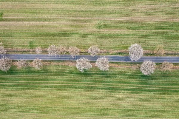 Aerial View Road Fields Trees Spring — Stock Photo, Image