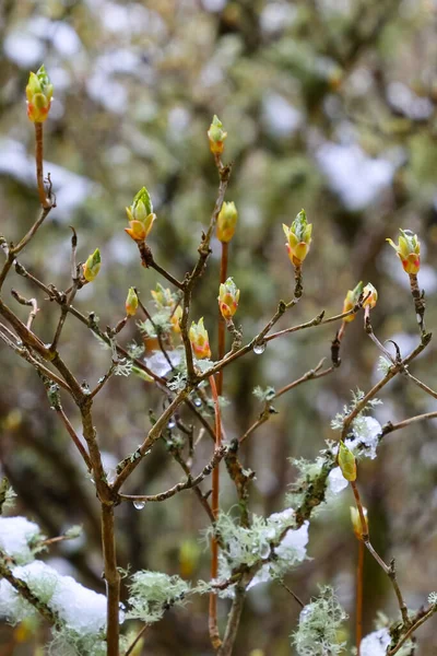 Primi Germogli Primavera Licheni Cespuglio Neve Solo Sciogliersi — Foto Stock