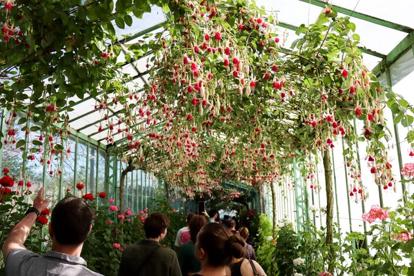 Les Buissons Fleurs Fuchsia Sur Les Petits Arbres Suspendus Plafond — Photo