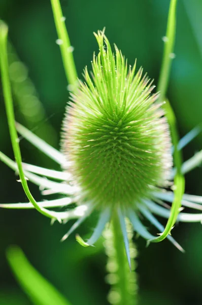 Eine Grüne Distelteaselpflanze Auf Bokeh Hintergrund — Stockfoto