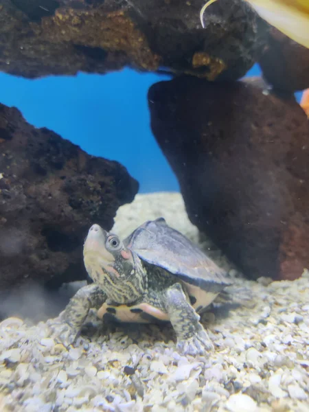 Closeup Shot Small Turtle Aquarium — Stock Photo, Image