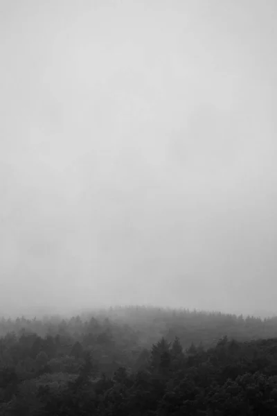 Uno Splendido Scenario Incredibile Una Foresta Oscura Una Giornata Nebbiosa — Foto Stock