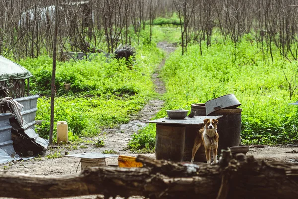 Cane Guardia Della Zona Rurale Immersa Nel Verde — Foto Stock