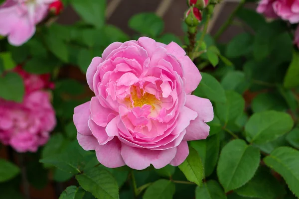 Ντεμοντέ Ροζ Τριαντάφυλλο Ανθίσει Στον Κήπο — Φωτογραφία Αρχείου