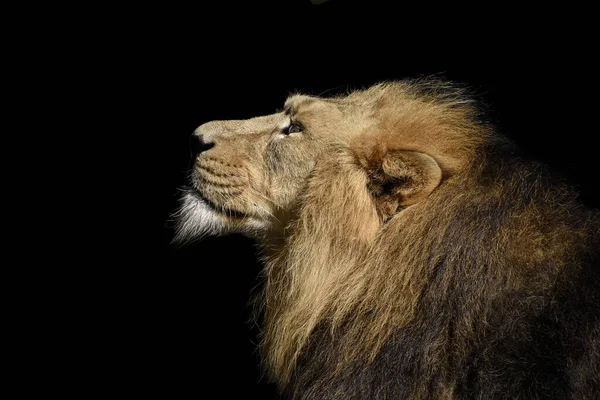 Tiro Seletivo Foco Retrato Leão Isolado Fundo Preto — Fotografia de Stock