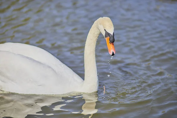 Primer Plano Cisne Blanco Nadando Lago —  Fotos de Stock
