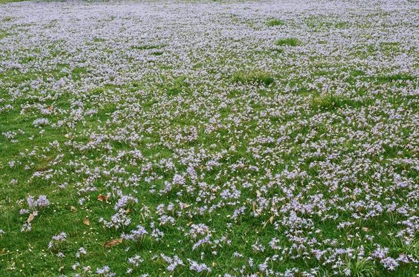 绿地上的一朵粉红色的花 — 图库照片