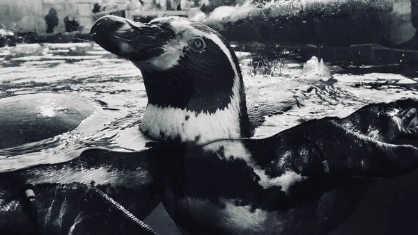 Detailní Záběr Rozkošných Tučňáků Plavajících Vodě Hunstantonu Velká Británie — Stock fotografie