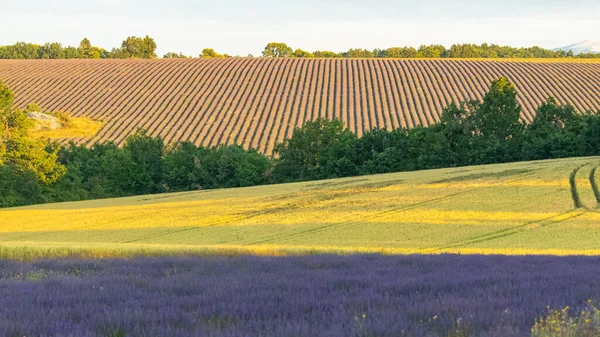 Lavendelveld Provence Kleurrijk Landschap Het Voorjaar — Stockfoto