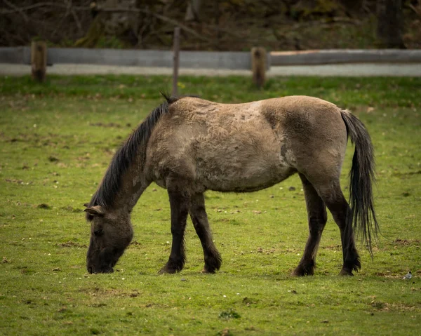 马在农场绿草覆盖的田野上吃草的特写镜头 — 图库照片