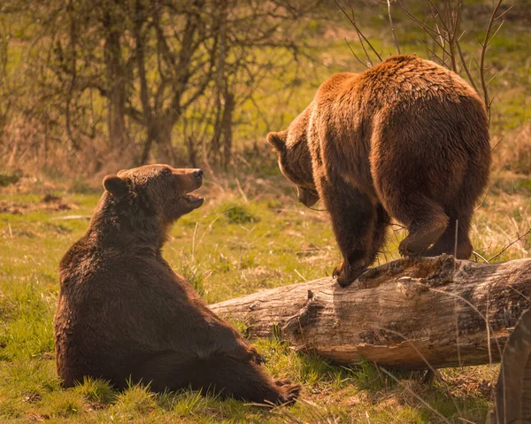 Een Closeup Van Twee Bruine Beren Spelend Groen Gras Een — Stockfoto