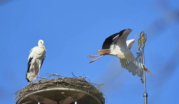 Storchenpaar Ciconia Ciconia Seinem Nest Auf Einem Kirschdach Oberschwaben Baden — Stockfoto