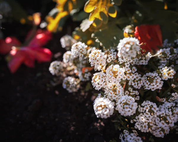 Алиссумные Цветы Пасадене Летним Солнцем — стоковое фото